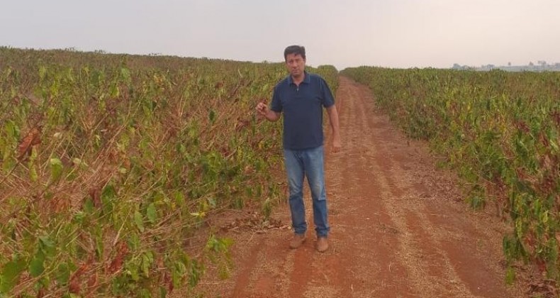 Sem chuvas, produtores perdem 40% do café em SP e MG, e preço deve subir.
