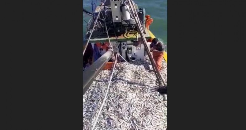 Barco fica lotado de peixes e pescadores comemoram em Navegantes