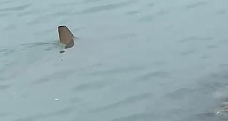 Entenda por que tubarão-martelo apareceu tão perto da praia em Balneário Camboriú